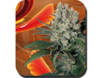 Syrup Auto Cannabisblüte – gewachsen aus Automatic Hanfsamen von Big Buddha Seeds