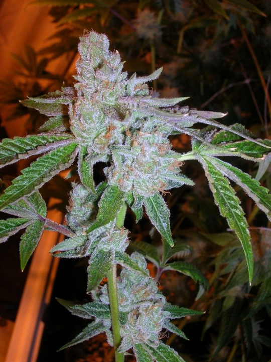 Tahoe OG Kush – Cali Weed – Regulär