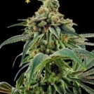 Training Day Cannabisblüte – gewachsen aus Feminisierte Hanfsamen von DNA Genetics