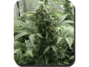 White Dwarf Auto Cannabisblüte – gewachsen aus Automatic Hanfsamen von Big Buddha Seeds