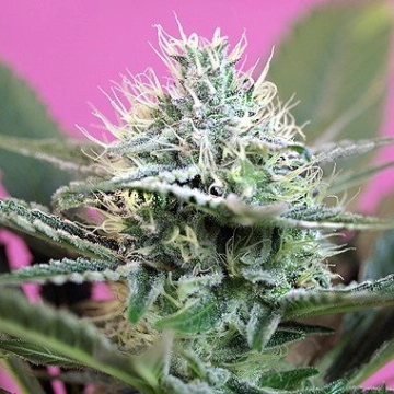  + SPEED Cannabisblüte – gewachsen aus Automatic Hanfsamen von Sweet Seeds