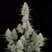Wedding Cheesecake Auto Cannabisblüte – gewachsen aus Automatic Hanfsamen von FastBuds Seeds