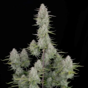 Wedding Cheesecake Auto Cannabisblüte – gewachsen aus Automatic Hanfsamen von FastBuds Seeds