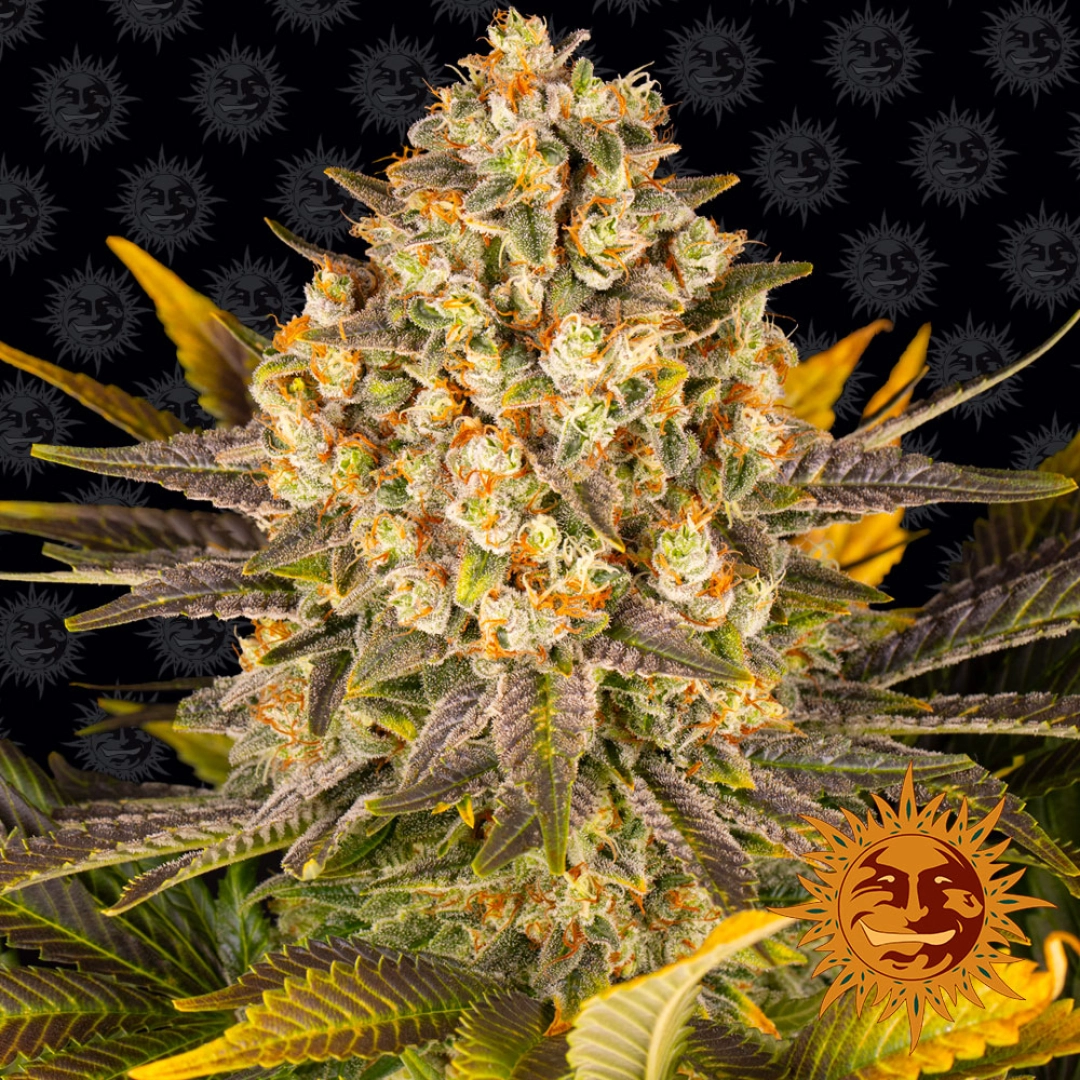 Banana Punch – Barneys Farm – Feminisiert