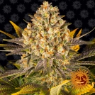 Banana Punch Cannabisblüte – gewachsen aus Feminisierte Hanfsamen von Barneys Farm