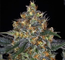 Moby Dick Auto Cannabisblüte – gewachsen aus Automatic Hanfsamen von Barneys Farm
