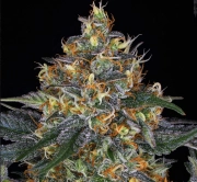 Moby Dick Auto Cannabisblüte – gewachsen aus Automatic Hanfsamen von Barneys Farm