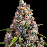 Strawberry Cheesecake Auto Cannabisblüte – gewachsen aus Automatic Hanfsamen von Barneys Farm