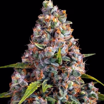 Strawberry Cheesecake Auto Cannabisblüte – gewachsen aus Automatic Hanfsamen von Barneys Farm