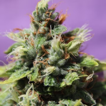 Auto Future #1 Cannabisblüte – gewachsen aus Automatic Hanfsamen von Anesia Seeds