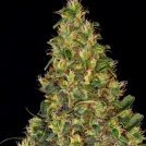 Amnesia Haze Auto Cannabisblüte – gewachsen aus Automatic Hanfsamen von Barneys Farm