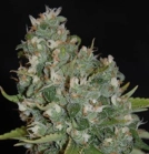 OG13 Cannabisblüte – gewachsen aus Feminisierte Hanfsamen von G13 Labs Seeds