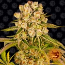 Kush Mintz Cannabisblüte – gewachsen aus Feminisierte Hanfsamen von Barneys Farm