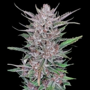 Gorilla Punch Auto Cannabisblüte – gewachsen aus Automatic Hanfsamen von FastBuds Seeds