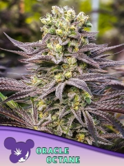 Oracle Octane Cannabisblüte – gewachsen aus Feminisierte Hanfsamen von Anesia Seeds
