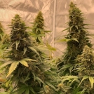 Bubble Runtz Cannabisblüte – gewachsen aus Feminisierte Hanfsamen von TasteBudz