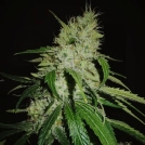 Gelonade Cannabisblüte – gewachsen aus Feminisierte Hanfsamen von TasteBudz