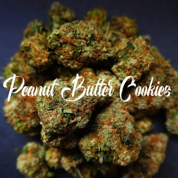 Peanut Butter Cookies Cannabisblüte – gewachsen aus Feminisierte Hanfsamen von TasteBudz