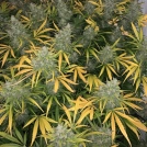 Vanilla Frosting Cannabisblüte – gewachsen aus Feminisierte Hanfsamen von TasteBudz