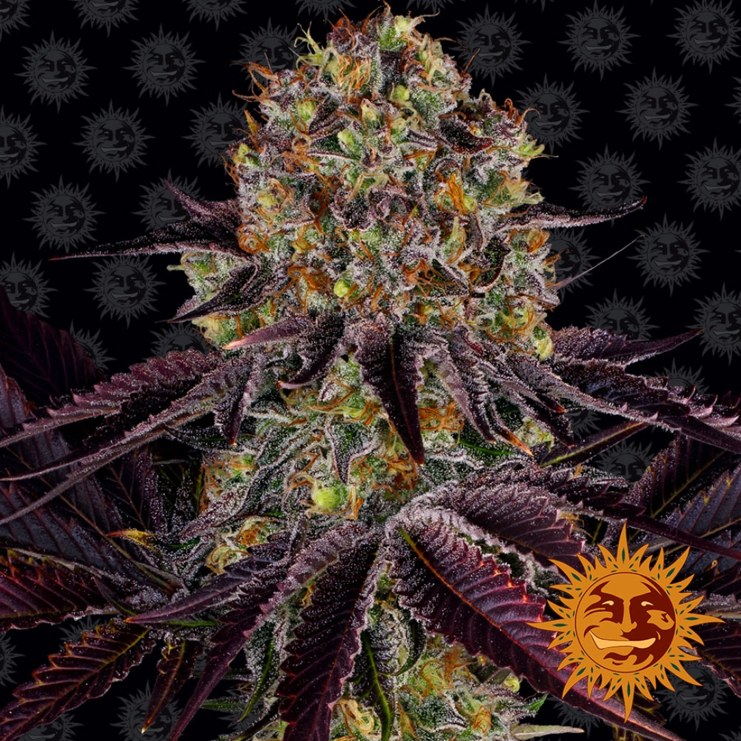 RUNTZ X LAYER CAKE – Barneys Farm – Feminisiert