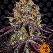 RUNTZ X LAYER CAKE Cannabis Blüte - gewachsen aus Feminisierte Hanfsamen für den Anbau