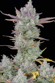 Gorilla Cookies Auto – FastBuds – Autoflowering