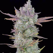 Gorilla Cookies Auto Cannabisblüte – gewachsen aus Automatic Hanfsamen von FastBuds Seeds
