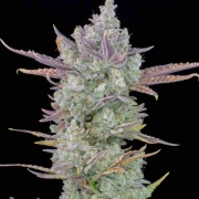 Gorilla Cookies Auto – FastBuds – Autoflowering – Produktansicht 2