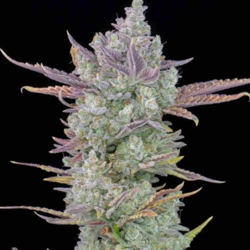 Gorilla Cookies Auto Cannabisblüte – gewachsen aus Automatic Hanfsamen von FastBuds Seeds