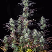 Strawberry Banana Auto Cannabisblüte – gewachsen aus Automatic Hanfsamen von FastBuds Seeds
