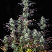 Strawberry Banana Auto Cannabisblüte – gewachsen aus Automatic Hanfsamen von FastBuds Seeds