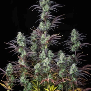 Strawberry Banana Auto Cannabisblüte – gewachsen aus Automatic Hanfsamen von FastBuds Seeds