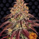 MIMOSA X ORANGE PUNCH AUTO Cannabisblüte – gewachsen aus Automatic Hanfsamen von Barneys Farm