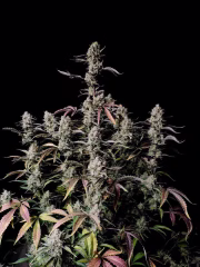 Gorilla Zkittlez Auto Cannabisblüte – gewachsen aus Automatic Hanfsamen von FastBuds Seeds