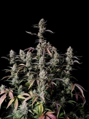 Gorilla Zkittlez Auto Cannabisblüte – gewachsen aus Automatic Hanfsamen von FastBuds Seeds