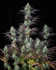 Mimosa Cake Auto Cannabisblüte – gewachsen aus Automatic Hanfsamen von FastBuds Seeds