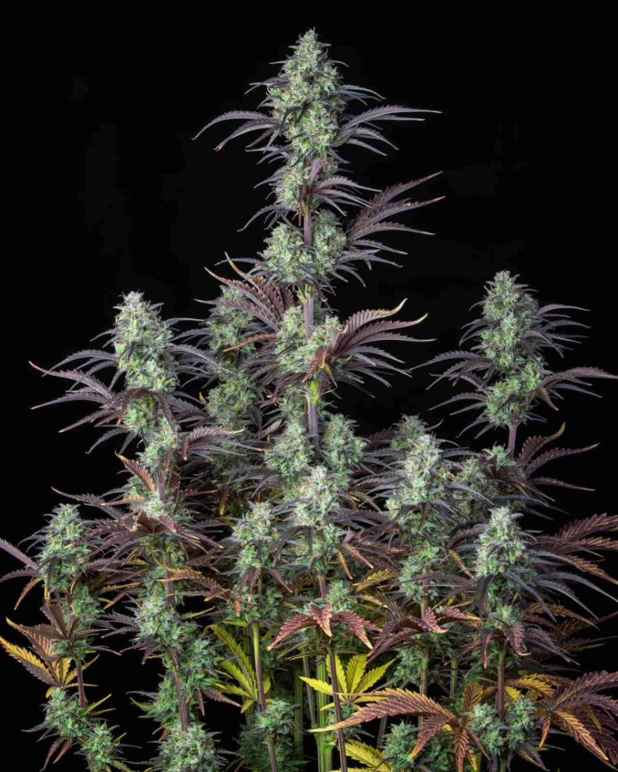 Mimosa Cake Auto – FastBuds – Autoflowering