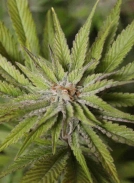 Super Wedding Haze Cannabisblüte – gewachsen aus Feminisierte Hanfsamen von Cream of the Crop