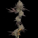 DNA Cake Cannabisblüte – gewachsen aus Feminisierte Hanfsamen von DNA Genetics