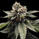 Kosher Dawg Cannabisblüte – gewachsen aus Feminisierte Hanfsamen von DNA Genetics