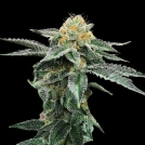Kosher Cookies Cannabisblüte – gewachsen aus Feminisierte Hanfsamen von DNA Genetics