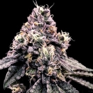 Kosher Pie Cannabisblüte – gewachsen aus Feminisierte Hanfsamen von DNA Genetics