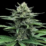 Auto Strawberry Banana Cannabisblüte – gewachsen aus Automatic Hanfsamen von DNA Genetics