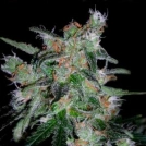 60 Day Lemon Cannabisblüte – gewachsen aus Automatic Hanfsamen von DNA Genetics