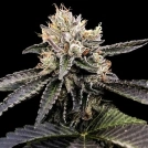 Cataract Cake Cannabisblüte – gewachsen aus Feminisierte Hanfsamen von DNA Genetics