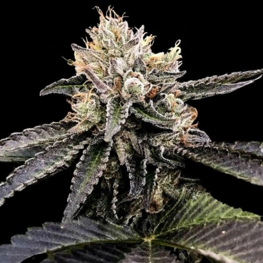 Cataract Cake – DNA Genetics – Feminisiert