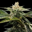 Miss DNA Cannabisblüte – gewachsen aus Feminisierte Hanfsamen von DNA Genetics