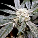 El Fuego Cannabisblüte – gewachsen aus Feminisierte Hanfsamen von DNA Genetics
