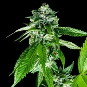 Sorbet Dreams Cannabisblüte – gewachsen aus Feminisierte Hanfsamen von DNA Genetics
