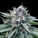 Sorbet #4 Cannabisblüte – gewachsen aus Feminisierte Hanfsamen von DNA Genetics
